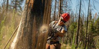 The Importance of Expert Tree Felling & Maintenance Services